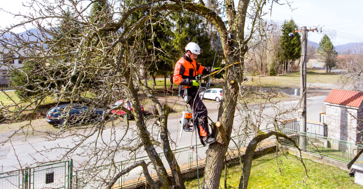Tend To Your Trees The Right Way With Excellent Arborists