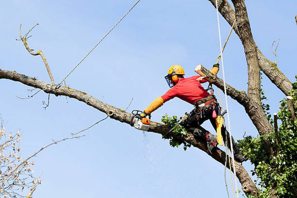 Best Tree Surgeons In Brentwood – To Keep Your Trees Healthy