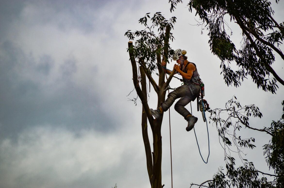 What Things Make A Professional Tree Surgeon Worth Hiring