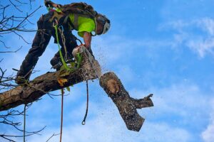 Tasks That A Tree Surgeon Can Help You With