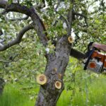 Tree Surgery
