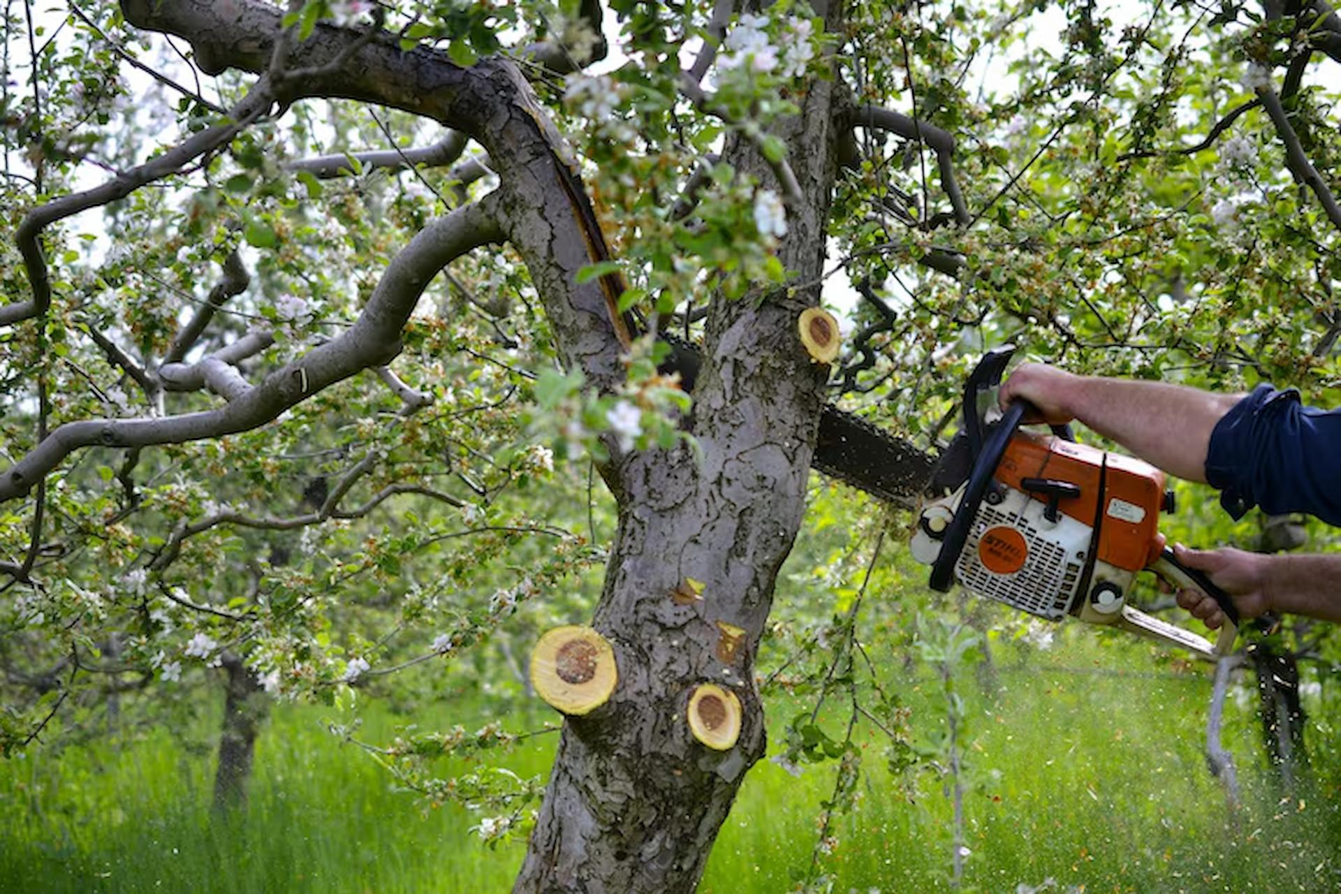 The Most Commonly Asked Questions About Tree Surgery